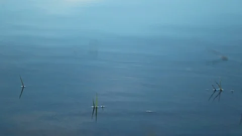 Stone thrown into the water surface at 120fps slow-motion creating water ripp 動画素材 118936550
