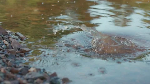 A stone thrown on the water surface creates the effect of water ripples. Stock Footage 166221369