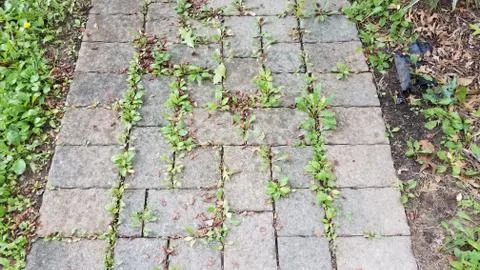 Stone tile path or trail with weeds in the cracks Stock Photos