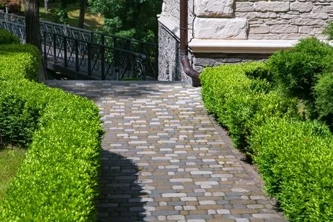 Stone tile path paved in backyard with green clipped boxwood bushes. Stock Photos