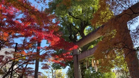 Stone Torii gate with beautiful fall colors in Japan. Slow motion shot 動画素材 332716051