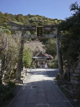 A stone torii gate over the approach path with cherry blossoms, Japan Stock Photos