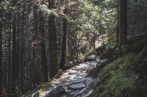 Stone trail in the shady forest Stock Photos