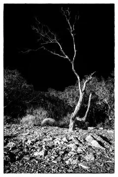 Stone tree Foto stock