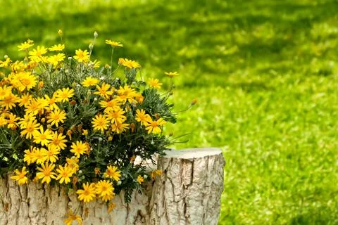 A stone tree trunk statue in a yard setting with yellow daisies Stock Photos