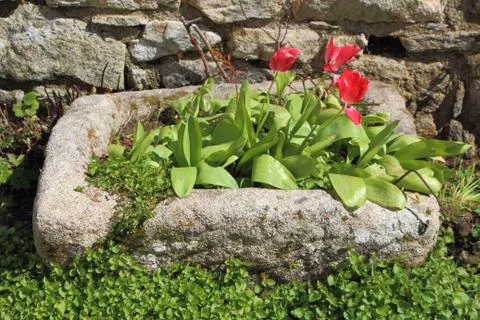 Stone trough with tulips Stock Photos