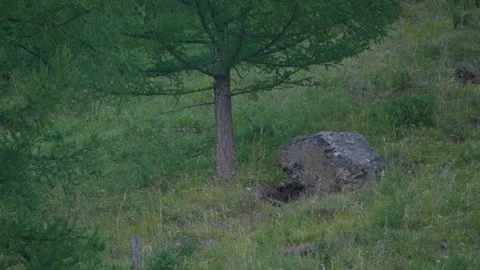 Stone under the tree Stock Footage 171735578