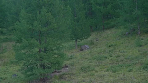 Stone under a tree on a mountainside Stock Footage 171735619