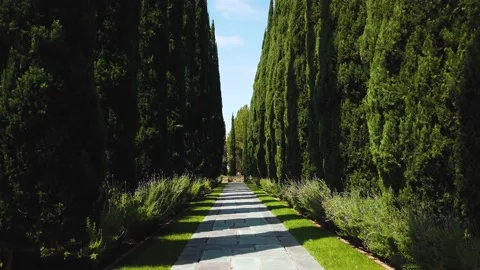 Stone walk way with green trees on both sides with cobblestone path Stock Footage 155807313
