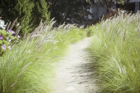 Stone walkway in the backyard Foto stock