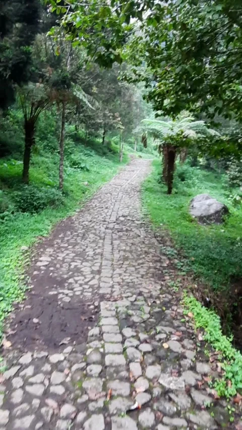 Stone Walkway Path in Tropical Forest Vídeo Stock 331420049