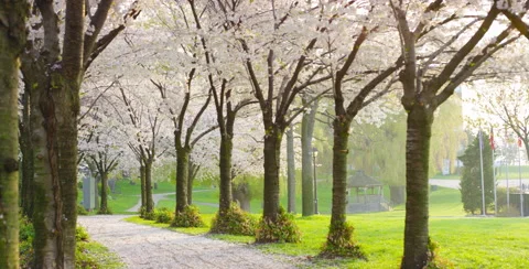 Stone walkway under Cherry Blossom trees Stock Footage 64013258