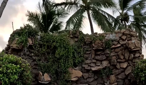 Stone Wall and Coconut Palm Trees Stock Footage 341465333