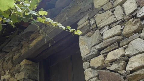 A stone wall and a grapevine hanging from the roof. Video stock 80248848