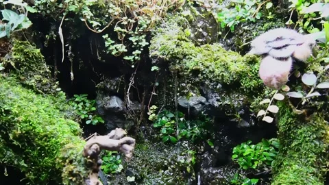 Stone wall and moss-covered branches with flowing water. Damp evergreen forest. Stock Footage 235218239