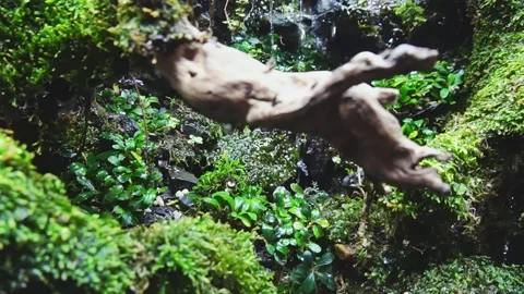 Stone wall and moss-covered branches with flowing water. Damp evergreen forest. Stock Footage 235219926