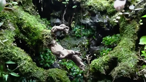 Stone wall and moss-covered branches with flowing water. Damp evergreen forest. Stock Footage 237710374