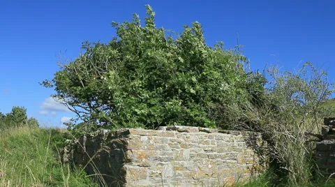 Stone wall and tree on a windy day 2 Stock Footage 40699878