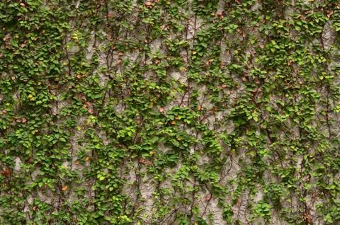 Stone wall background in the foreground grass Stock Photos