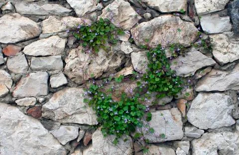 Stone wall background with grass in the middle Stock Photos