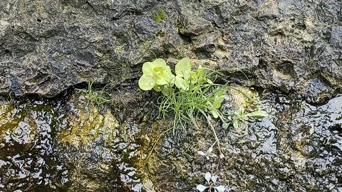 Stone wall background, stones background, wall Фото