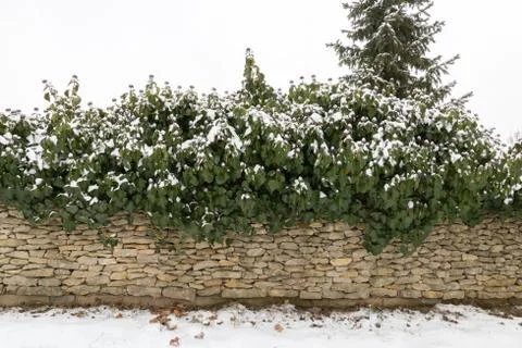 Stone wall with bushes covered in snow Stock Photos