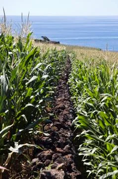 Stone wall in corn field Stock Photos