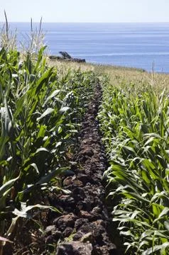 Stone wall in corn field Stock Photos