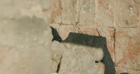 Stone wall corner in sunlight at historic ruins and black iguana peeking from Stock Footage 311490583