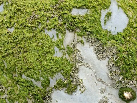 A stone wall covered with algae with a shell on it Stock Photos