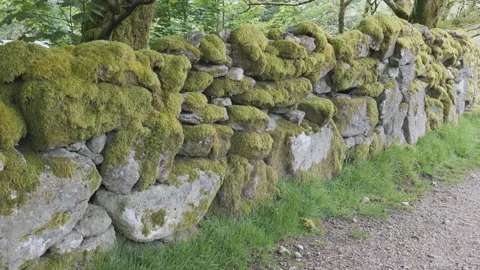 A stone wall covered in moss. Stock Footage 276980588