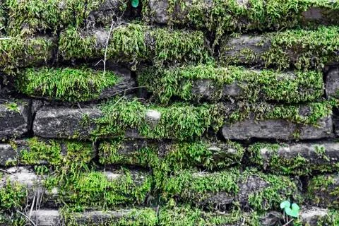 Stone wall covered with moss Stock Photos