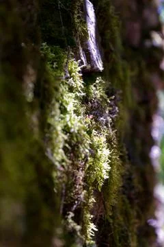 Stone wall covered in moss Stock Photos
