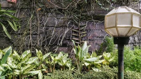 A stone wall covered in vines sits behind a variety of green plants with a st Stock Photos