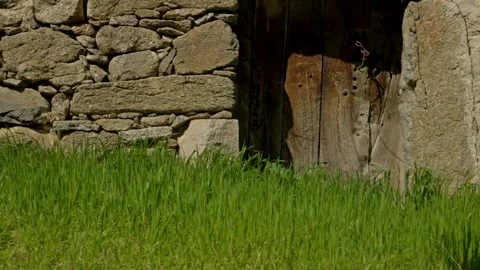 Stone wall featuring an aged wooden door Stock Footage 335463283