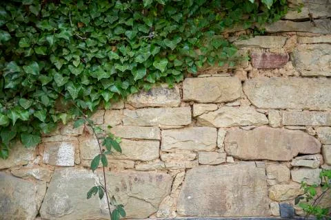 Stone wall fence rustic texture background close-up. Plant covers part of it. 스톡 사진