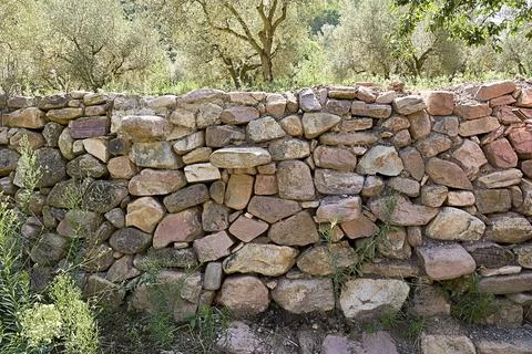 Stone wall for the fields, surrounded by olive trees. Stock Photos