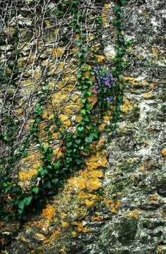 Stone wall with flowers Stock Photos
