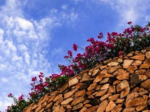 Stone wall with flowers. 스톡 사진