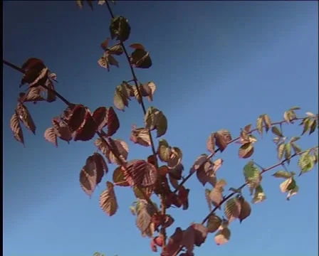 Stone wall Video stock 998880