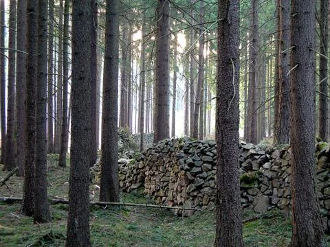 Stone wall in the forest Stock Photos