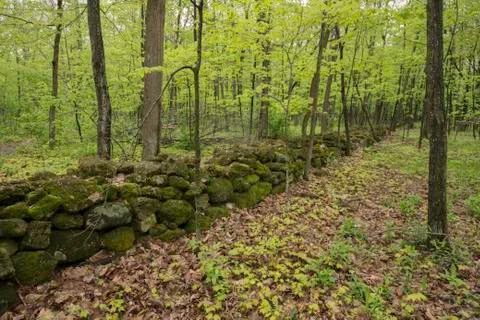 Stone Wall Forest Stock Photos
