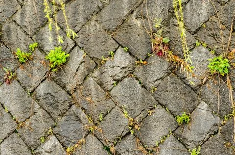 Stone wall full of moss and plants that grow between the cracks in the wall Stock Photos