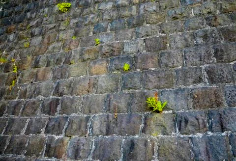 Stone wall with grass Stock Photos