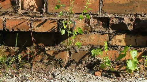 Stone wall, green grass.  005. Stock Footage 11499228