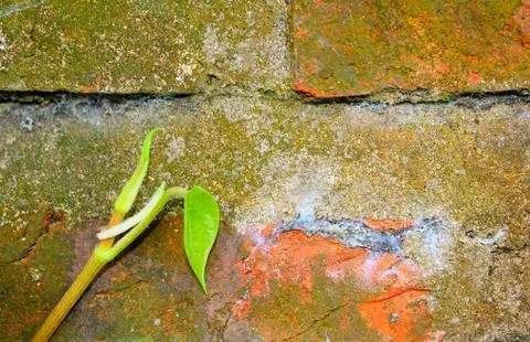 Stone wall with green Stock Photos
