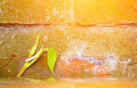 Stone wall with green Stock Photos
