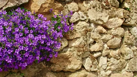 On this stone wall grows a flower. Видео 86859285