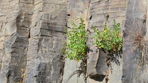 Stone wall hosts resilient green plants Stock Footage 341777108