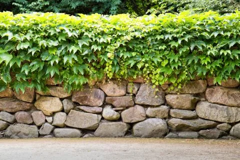Stone wall with ivy as background Stock-Fotos